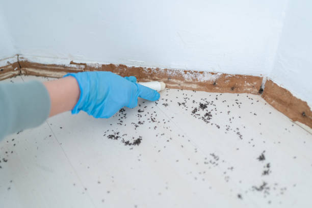 Professional Pest Control in Skyline Ganipa, NM